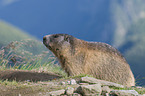 marmot