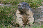 marmot