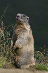 marmot