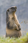 marmot