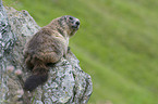 marmot