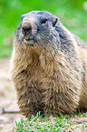 marmot