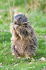 marmot