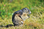 marmot