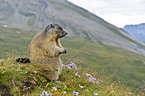 marmot