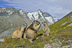 marmots