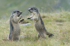 marmots