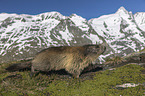 walking Alpine Marmot