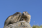 Alpine Marmots