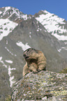 sitting Alpine Marmot