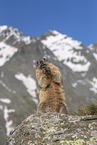 sitting Alpine Marmot