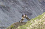 fighting Alpine Marmots