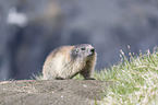 standing Alpine Marmot