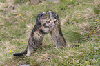 fighting Alpine Marmots