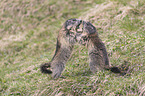 fighting Alpine Marmots