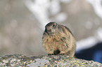 sitting Alpine Marmot