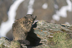 sitting Alpine Marmot