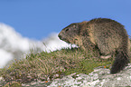 sitting Alpine Marmot