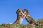 fighting Alpine Marmots