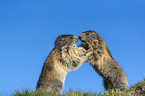 fighting Alpine Marmots