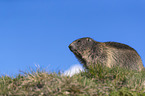 sitting Alpine Marmot