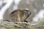 sitting Alpine Marmot