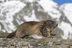 walking Alpine Marmot