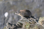 sitting Alpine Marmot