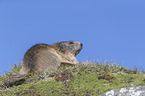sitting Alpine Marmot