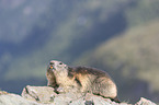 sitting Alpine Marmot