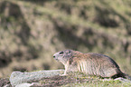 sitting Alpine Marmot