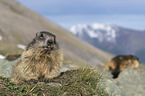 Alpine Marmots