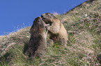 fighting Alpine Marmots