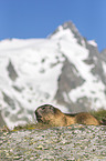 lying Alpine Marmot