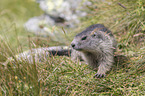 young Alpine Marmot