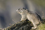 young Alpine Marmot