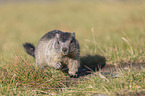 young Alpine Marmot