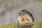 Alpine Marmot