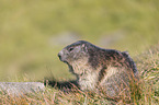 sitting Alpine Marmot