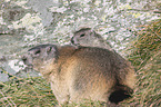 young and adult Alpine Marmot