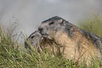 young and adult Alpine Marmot