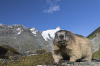 Alpine Marmot