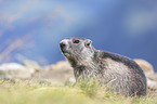 sitting Alpine Marmot