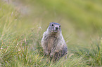 young Alpine Marmot