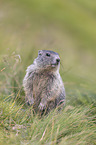 young Alpine Marmot