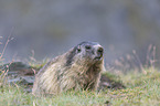 sitting Alpine Marmot