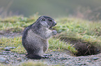 young Alpine Marmot
