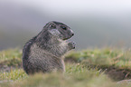young Alpine Marmot