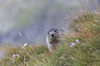 young Alpine Marmot