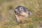 sitting Alpine Marmot